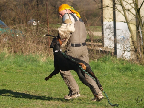 Cliff vom Beuchower Hof - training 4. 4. 2007